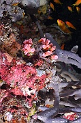 Stelleta sp Eponge a entonnoirs spon-Maldives Villamendhoo-18m-20240424-da-DSC_6677_tn